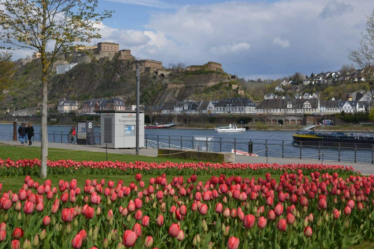 210414_Buga-Tulpen2