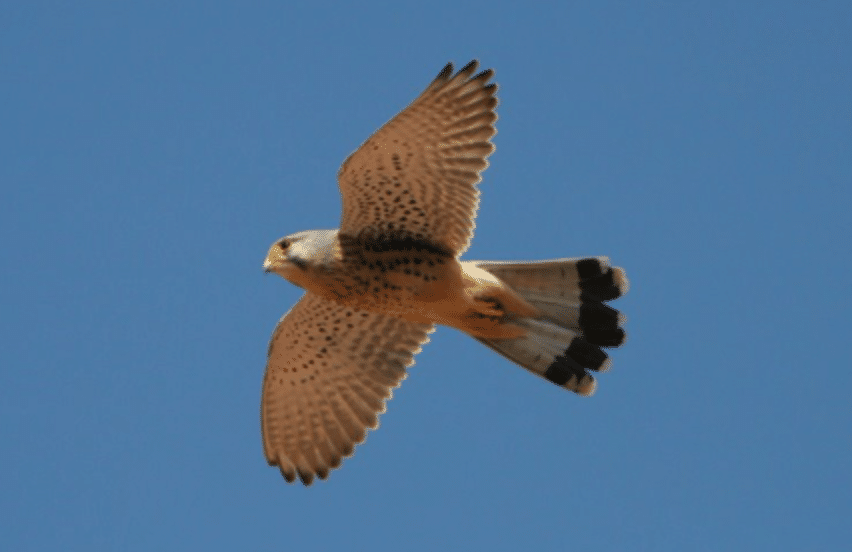 Turmfalke in Balve