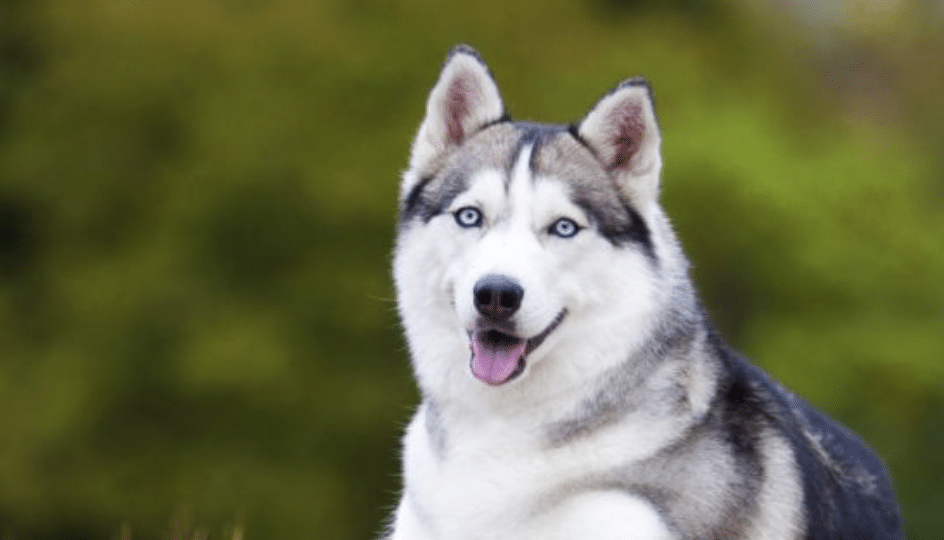 Hund Husky