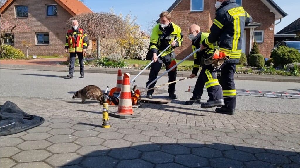 Waschbär_flüchtet_aus_Kanal