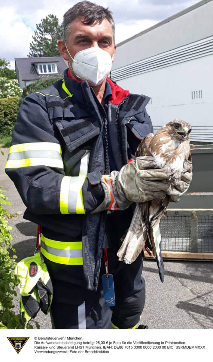 Verletzter Mäusebussard in Not