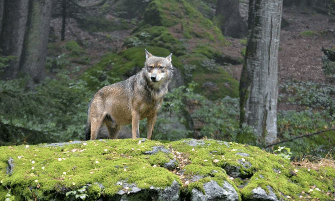 Wolf Rheinland-Pfalz