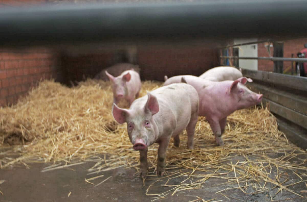 betrifft: Schweine vom Fließband