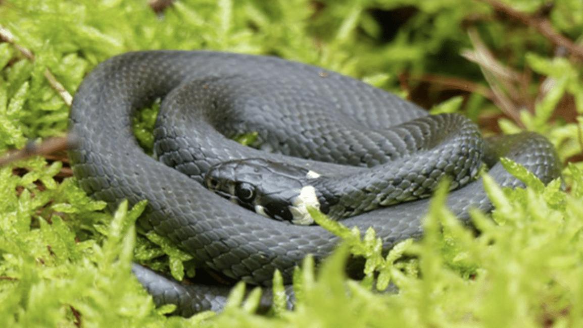 Bildschirmfoto 2021-06-04 um 08.08.25