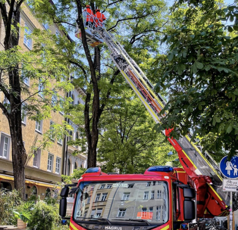 20 Meter Baum gefällt aus bestimmten Vorkehrungen