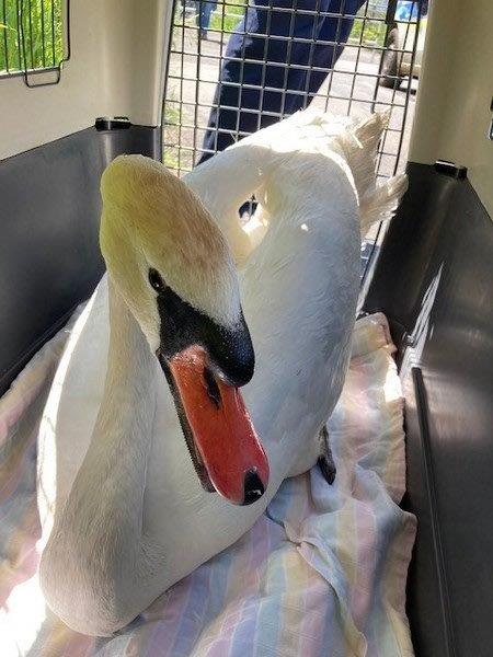 Flug in die Oberleitung der Bahn
