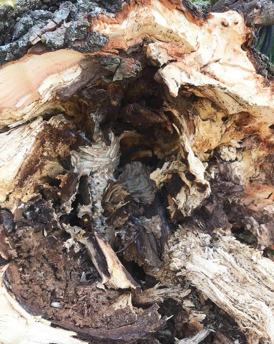 Umzugshelfer in grün