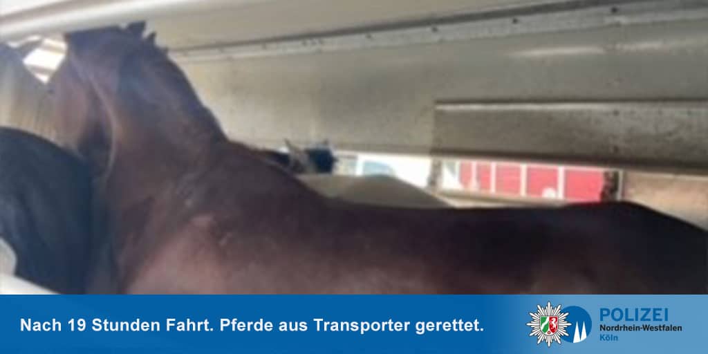 Pferde gerettet 2