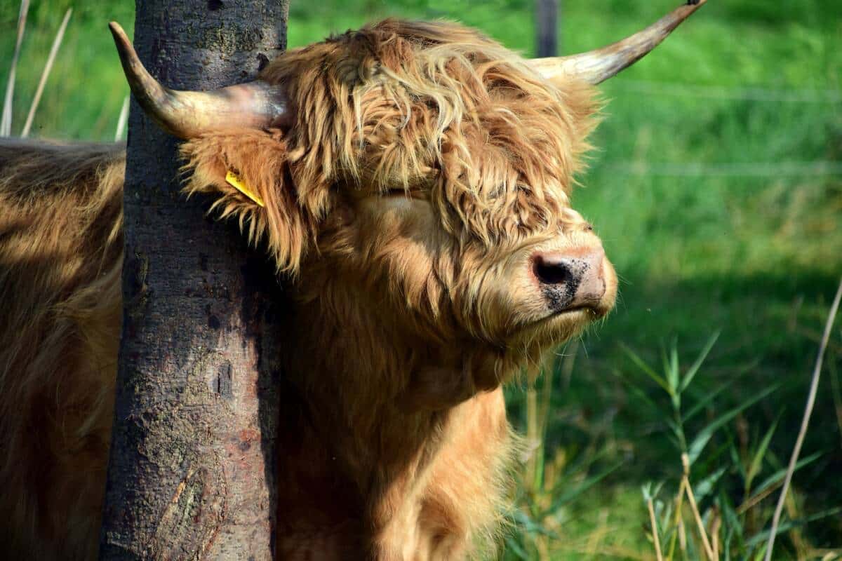 beef-2787051_1920