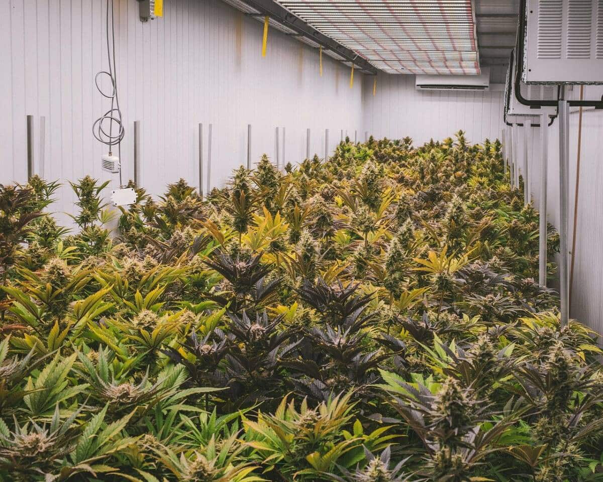 cannabis-g67b614ff0_1280