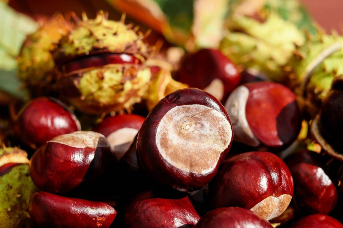 chestnut-gf140b08cd_1280