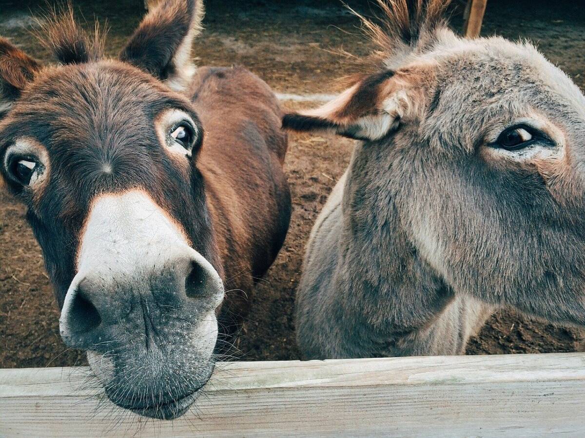 donkey-gccb1117ae_1280