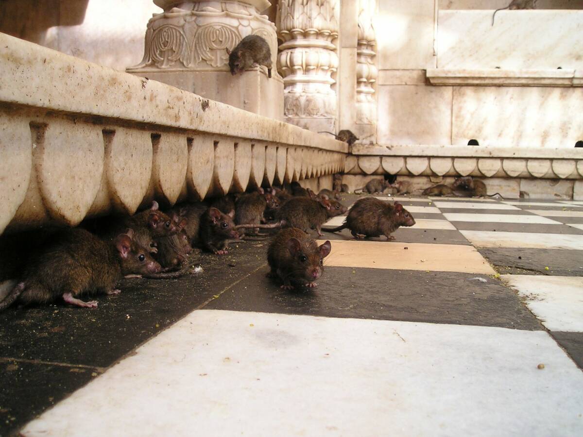 india-359_1920