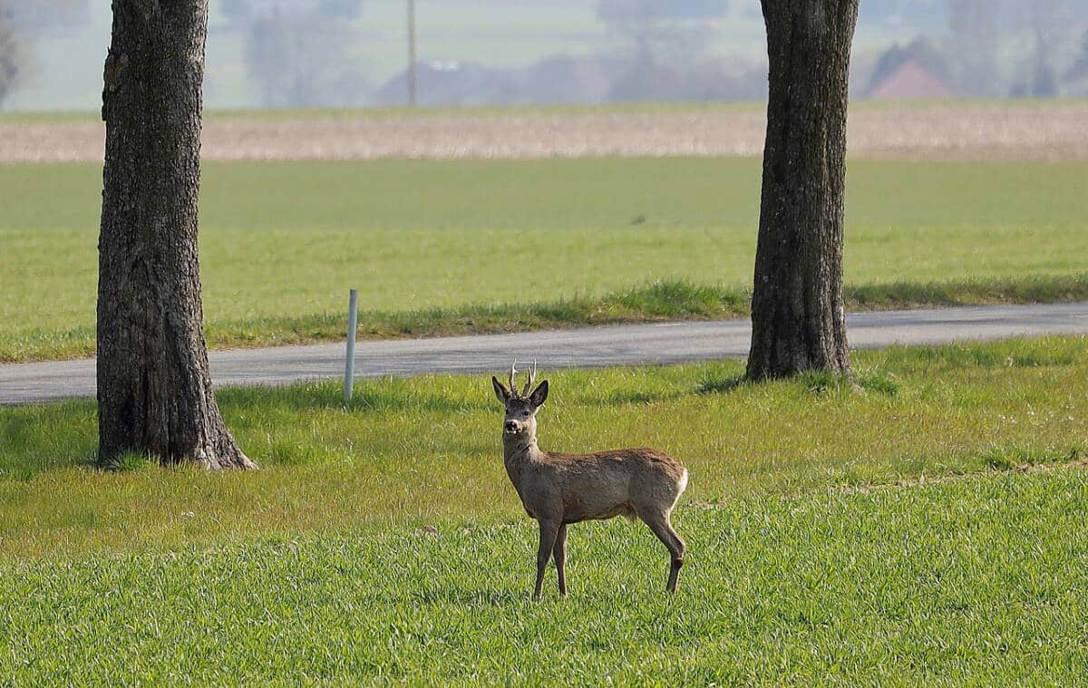 roe-deer-5027171_1280