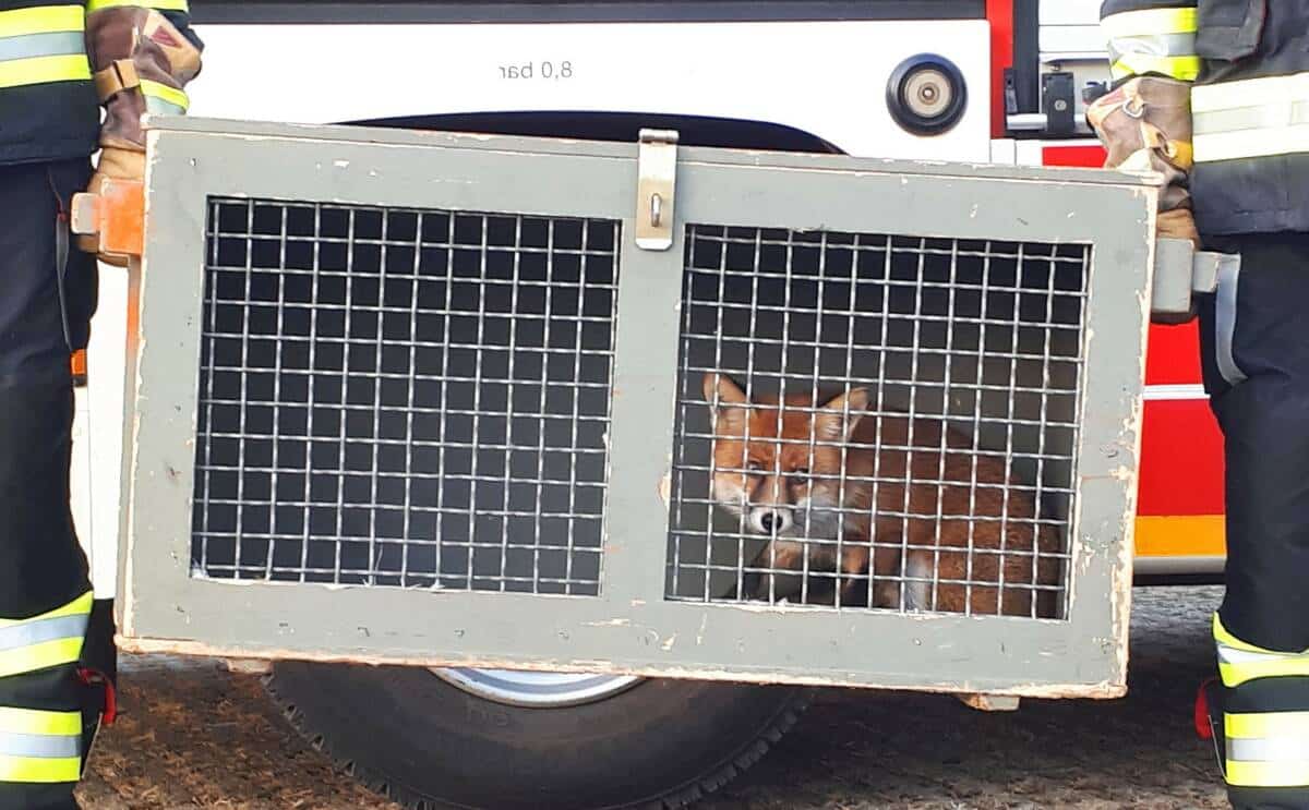 Gevatter Fuchs auf Abwegen