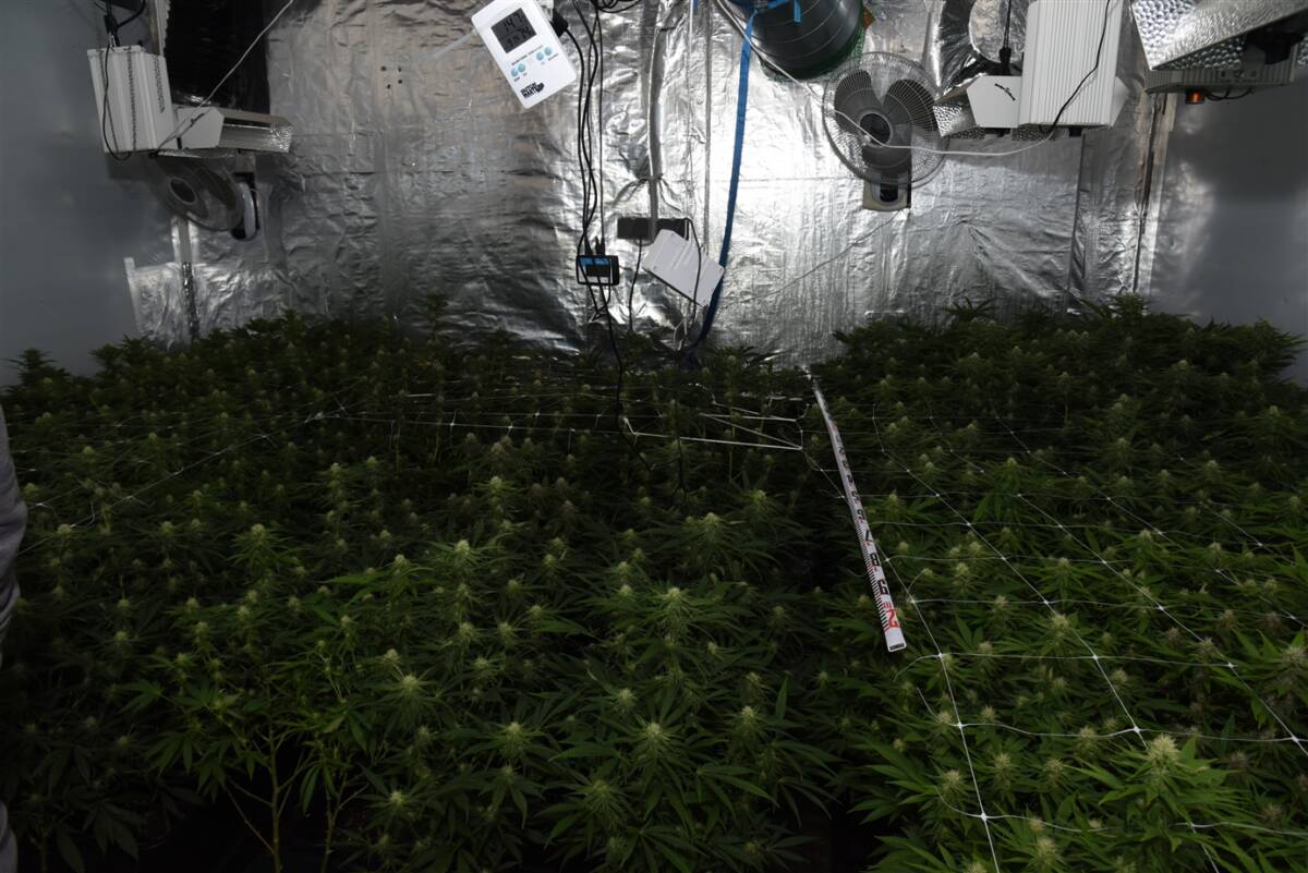 Cannabis-Plantage, KPB HSK