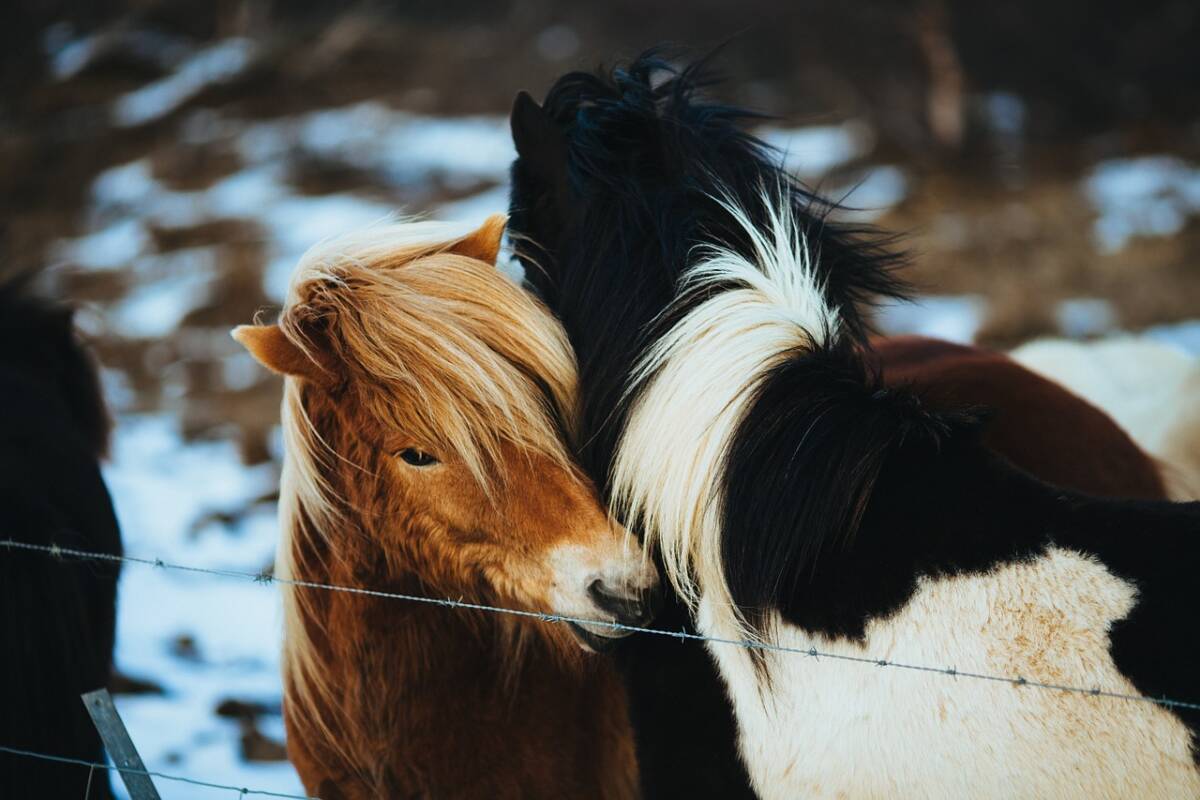 horses-g4b080c4a0_1280