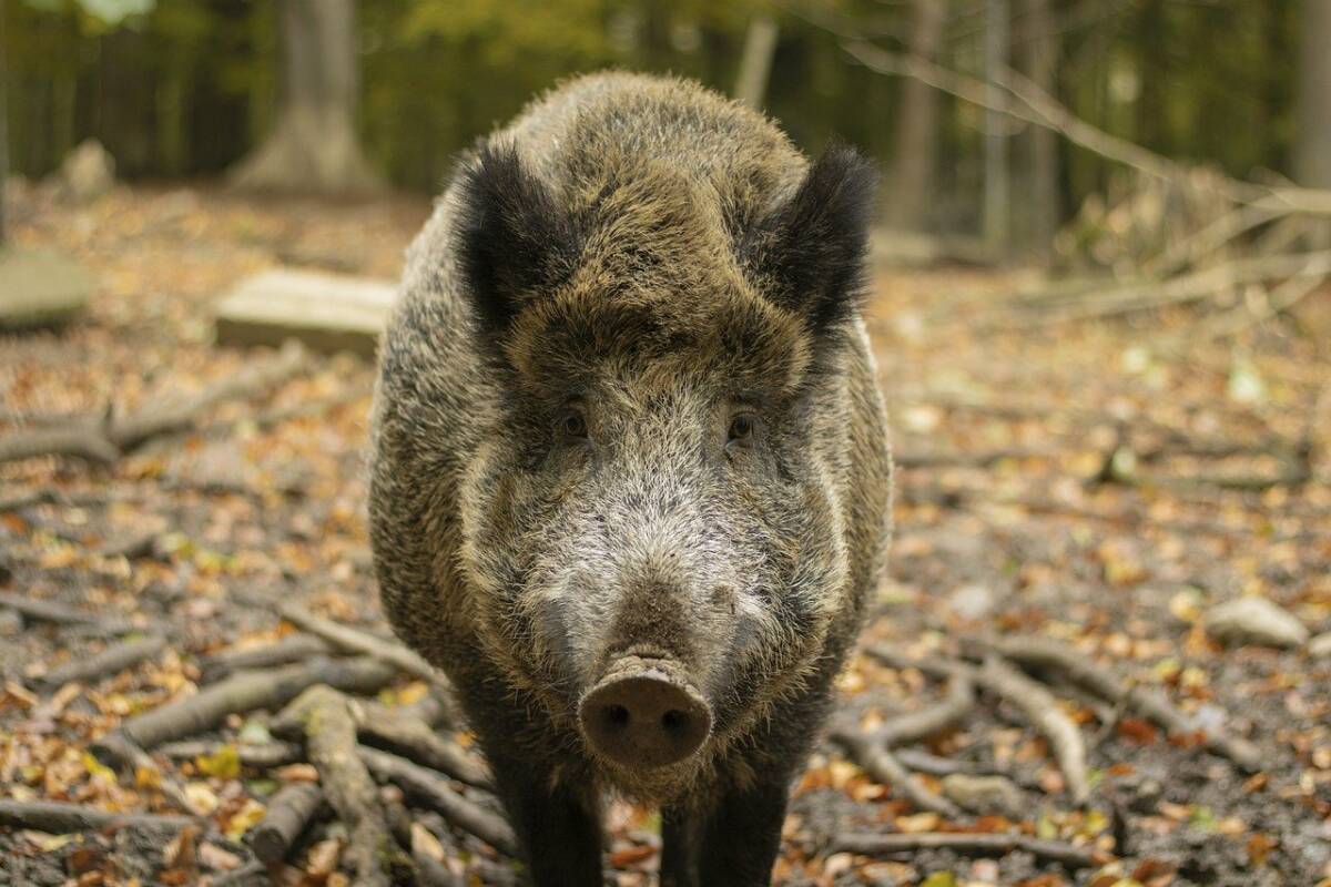 wild-boar-6749871_1280