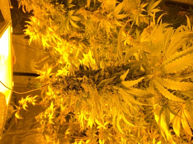 Cannabispflanze_Blüte