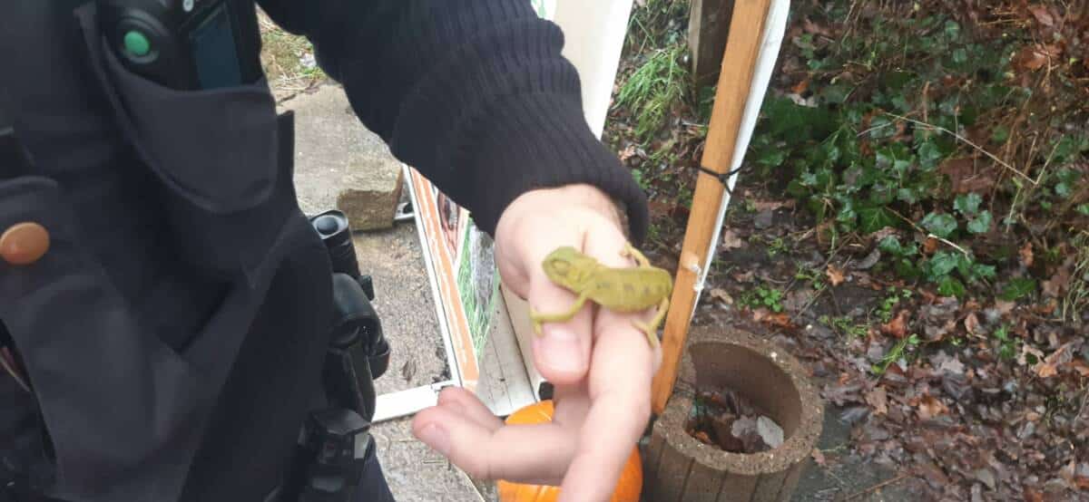 Quelle: Polizeidirektion Bad Segeberg