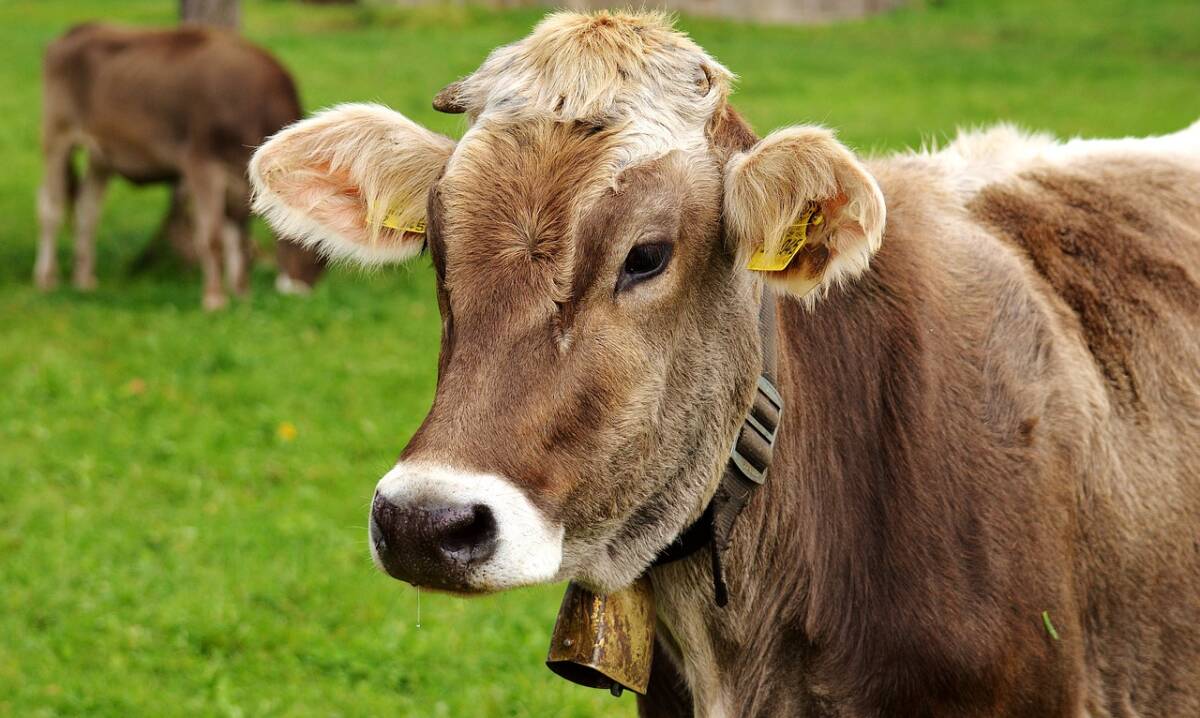 cow-gf0d8f2542_1280