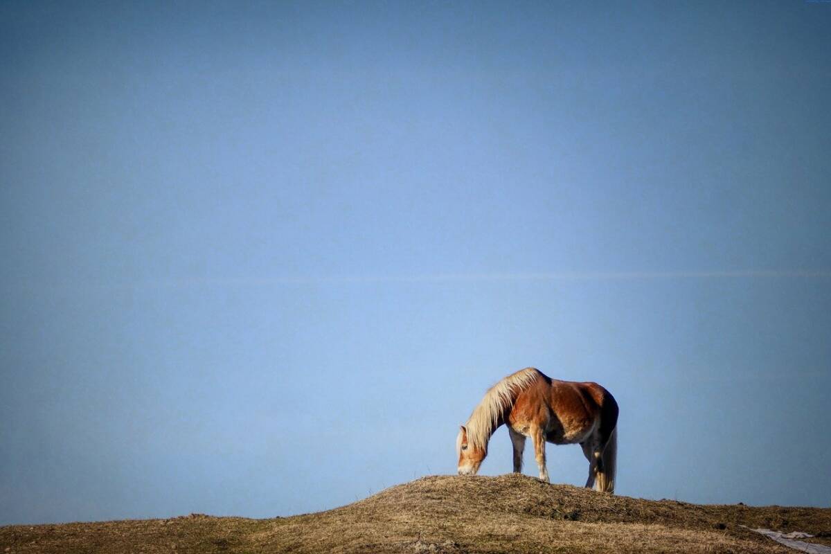 horse-4041362_1280