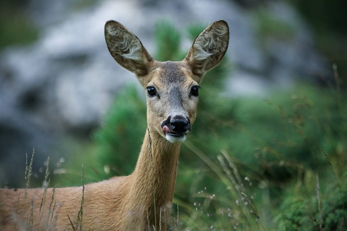 roe-deer-4589923_1280