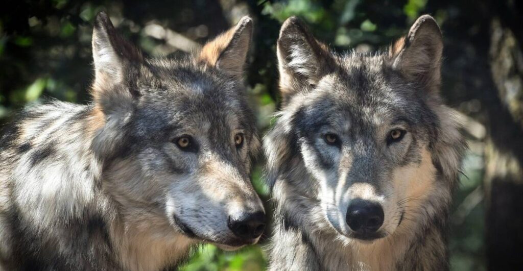 Hornisgrinde-Wolf Abschuss