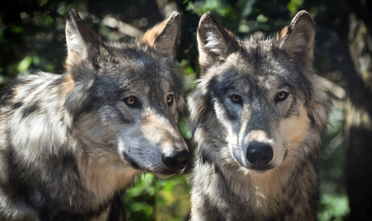 wolf-gd5f66bf4c_1280