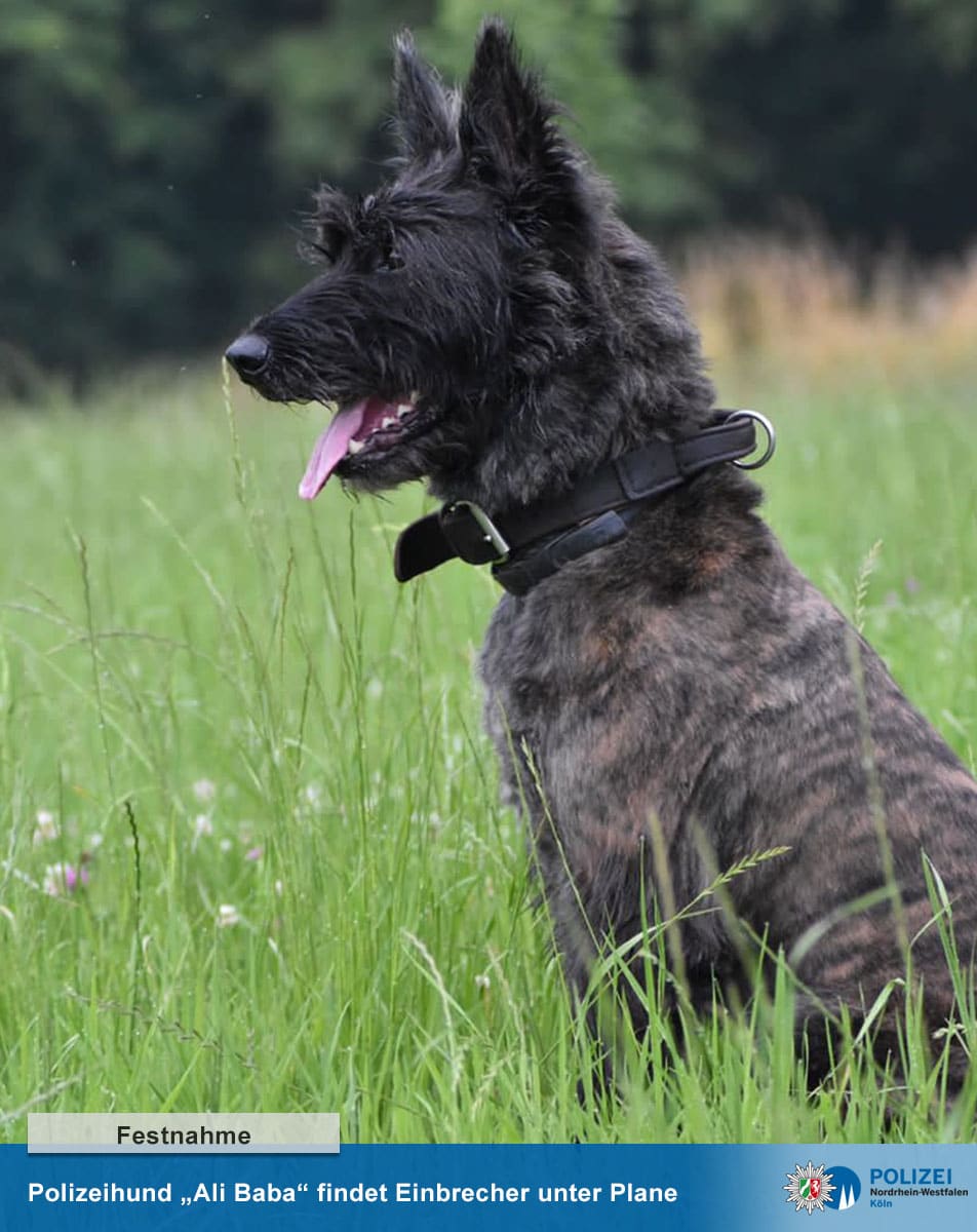 Polizeihund Ali Baba
