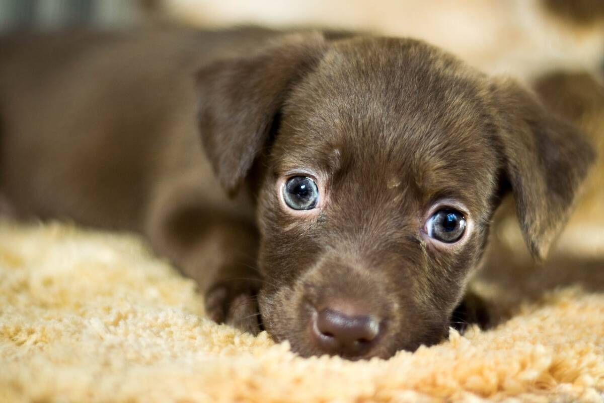 dog-2911444_1280