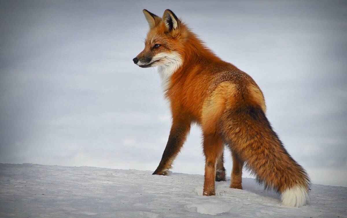 fox-4893199_1280