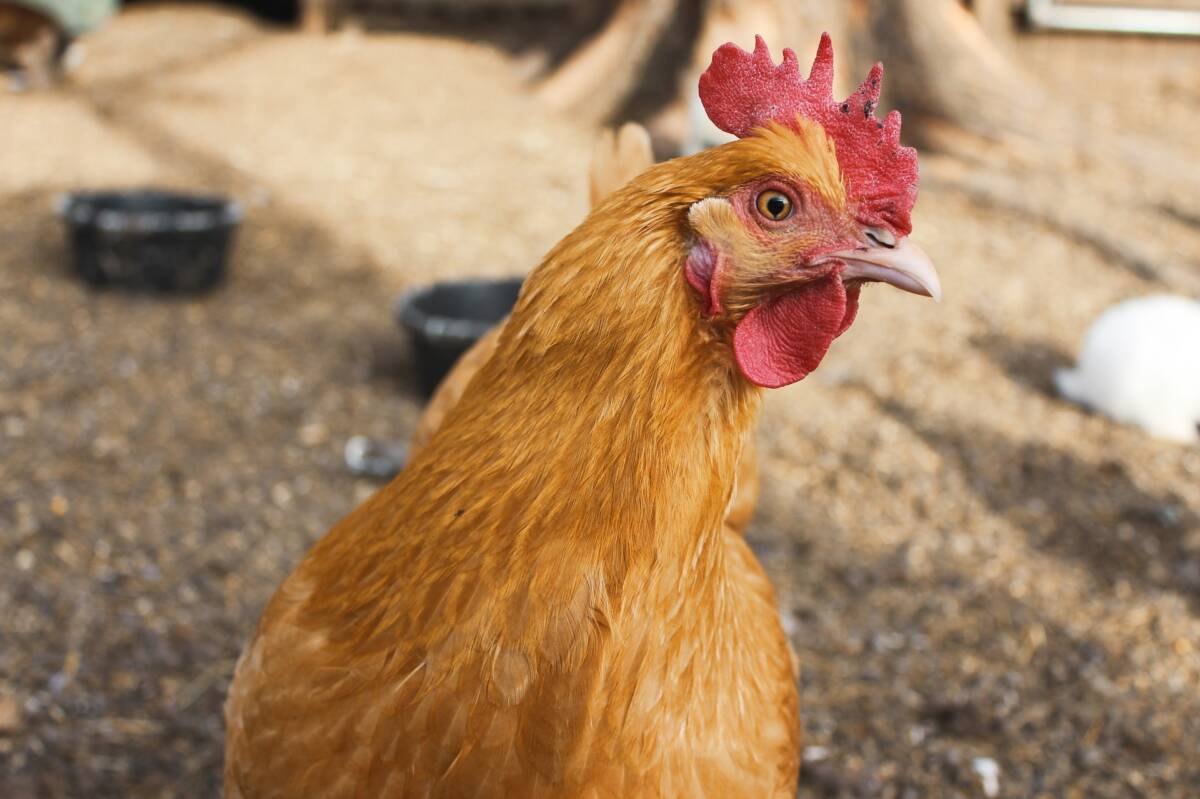 huhn