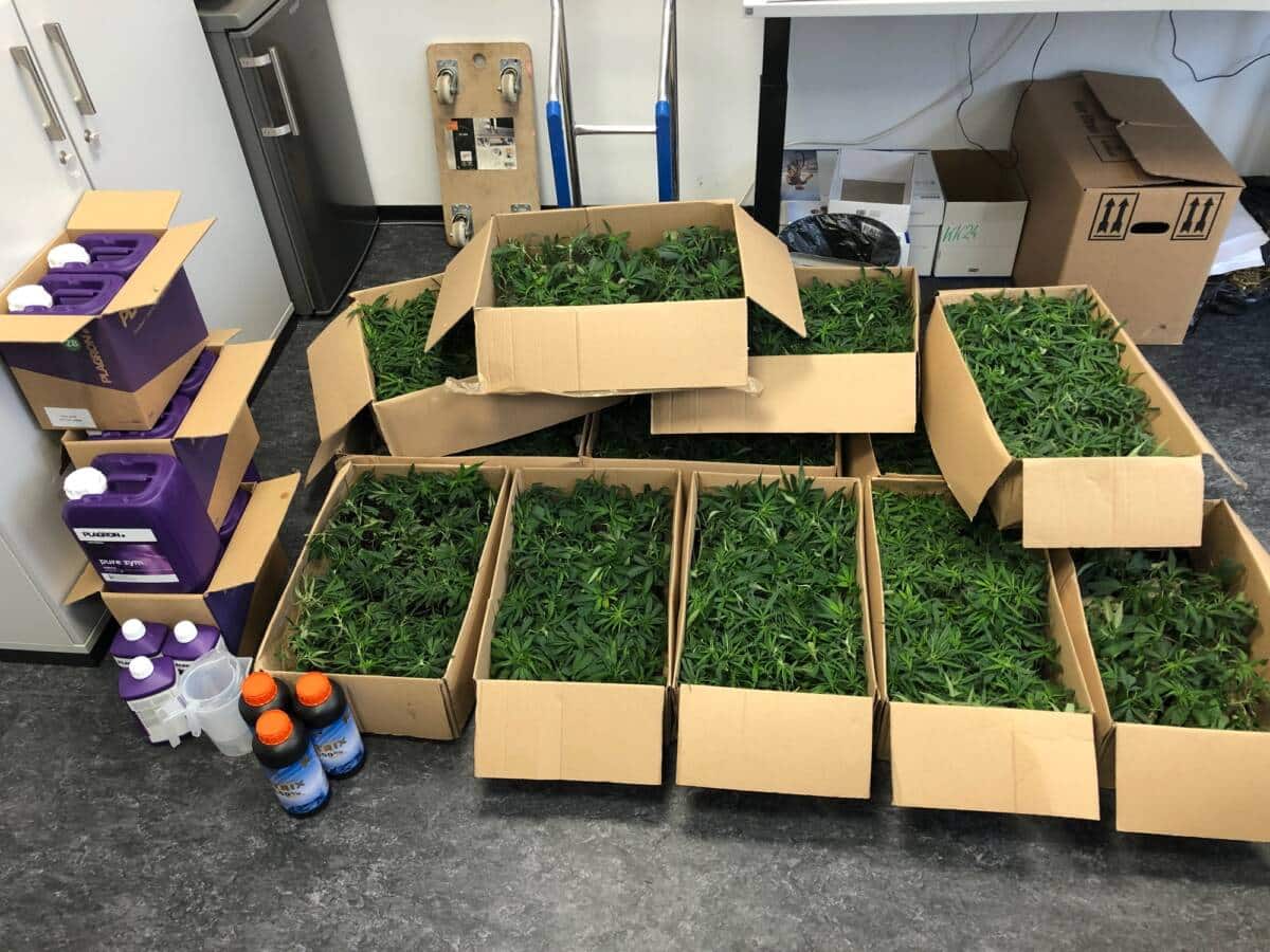 Sichergestellte Cannabis-Pflanzen