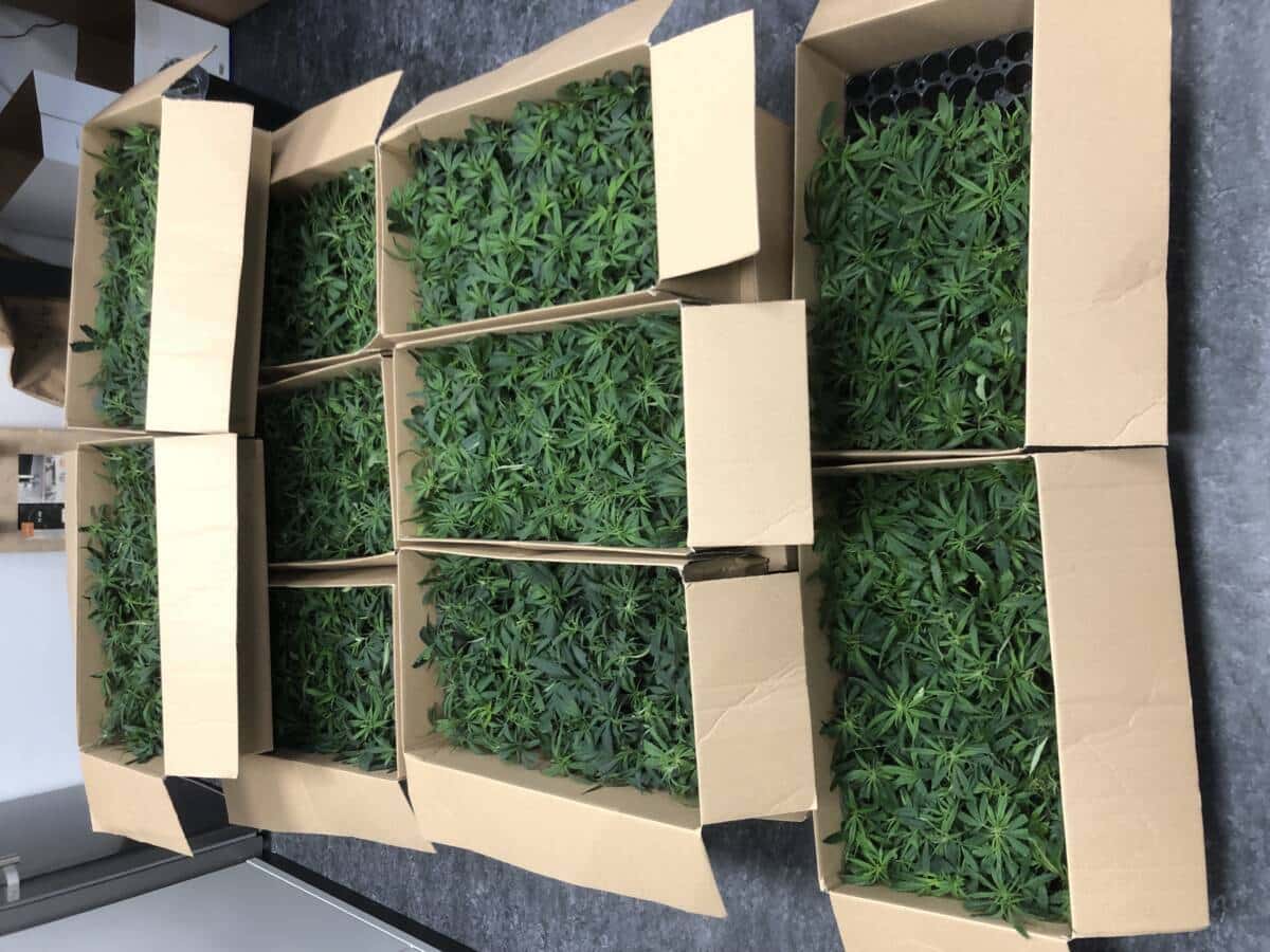 Cannabissetzlinge