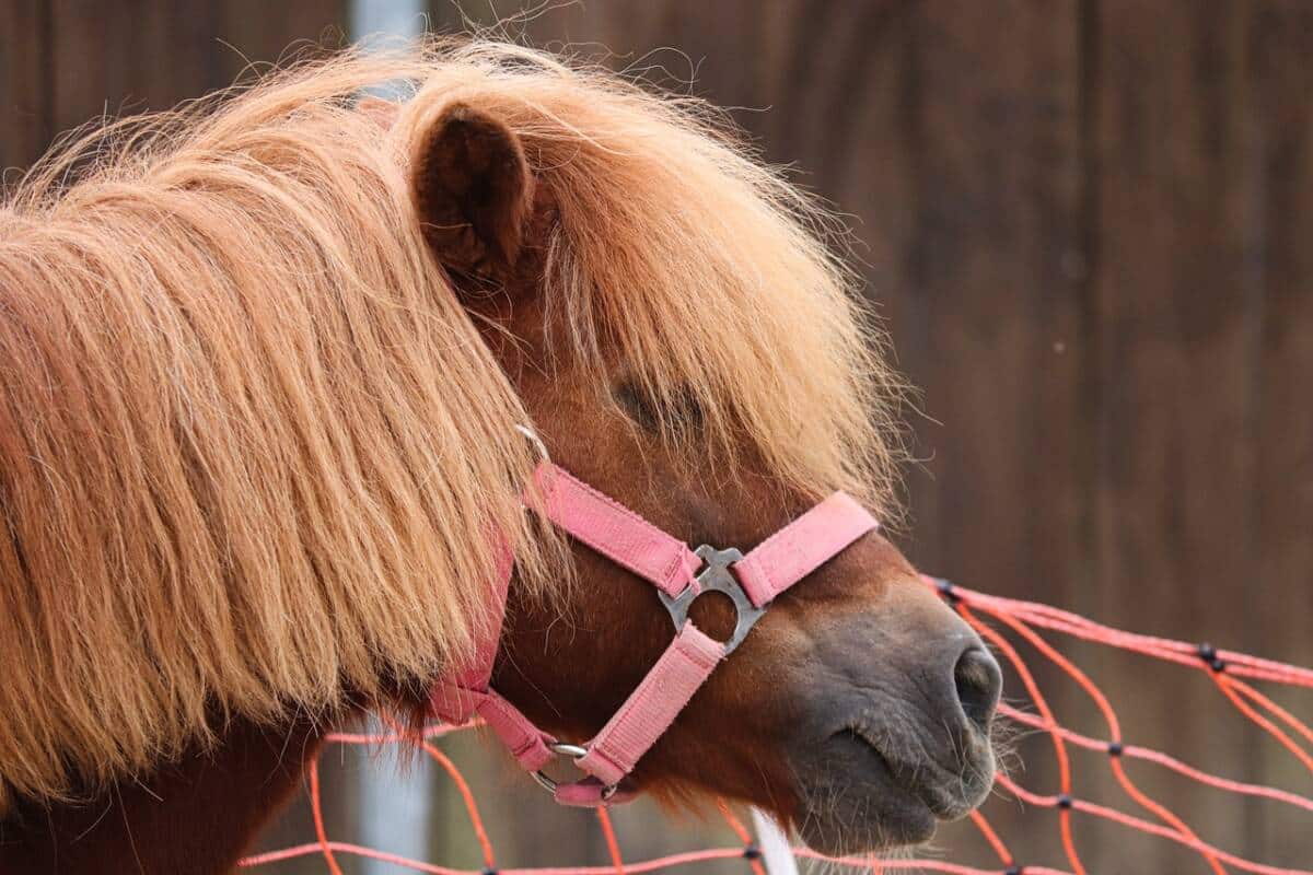 horse-g8680f5ddb_1280