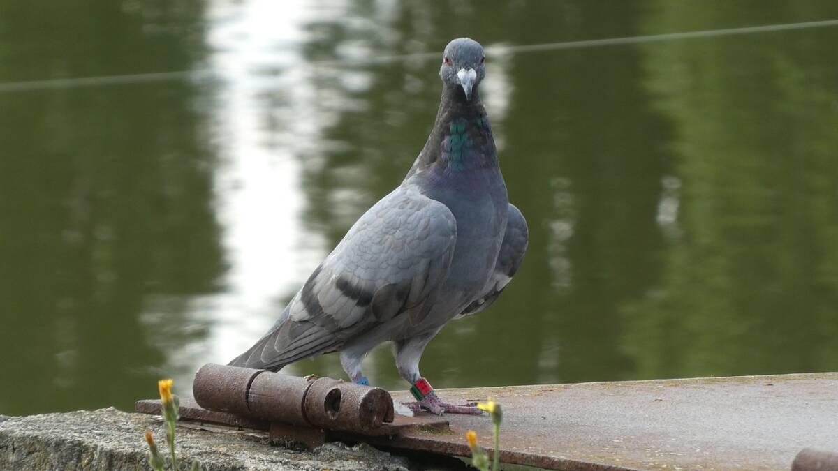 pigeon-g790ad47c2_1280