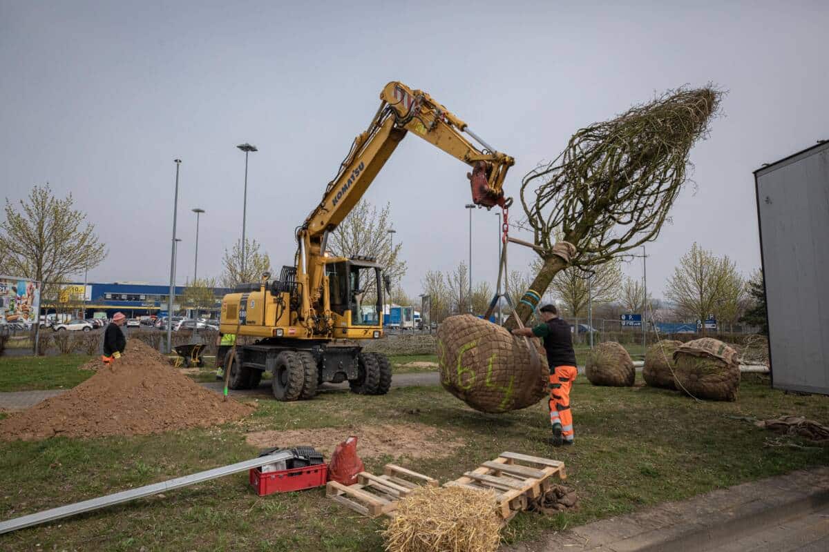 Baumpflanzung_Römervilla-6_resized