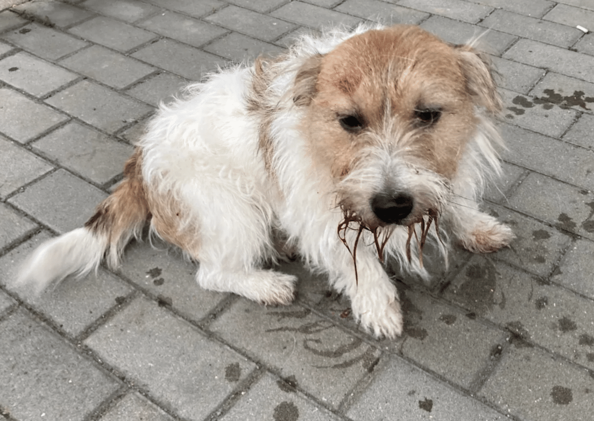 Polizei  Oschatz Hund Tierquälerei