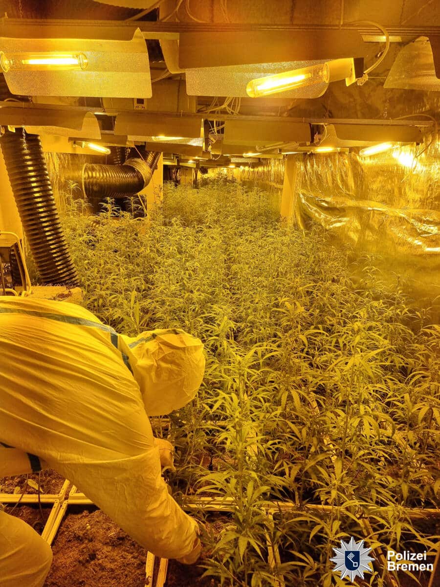 Die beschlagnahmnte Marihuana-Plantage