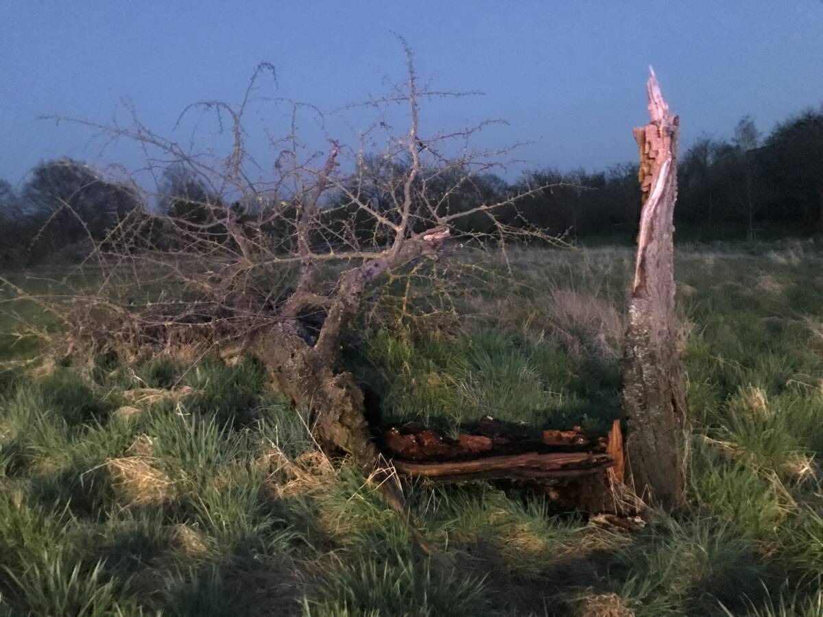 Der Baum