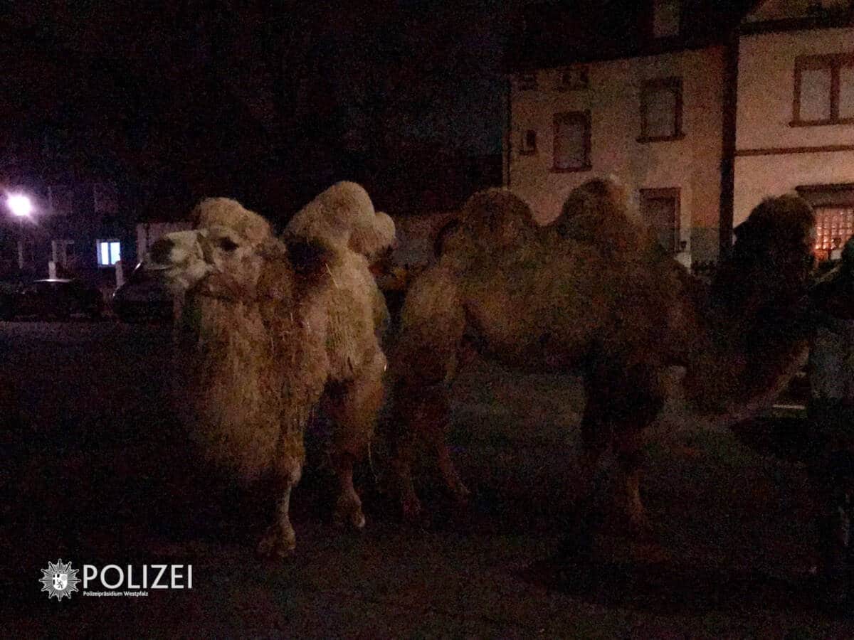 Kamele in der Entersweiler Straße