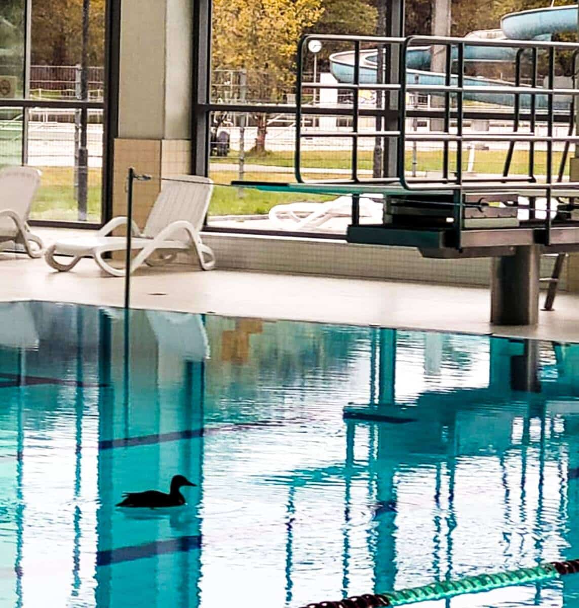 München: Warmes Bad für eine Ente