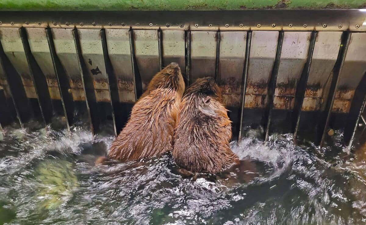 Biber drohen zu ertrinken (Altstadt-Lehel)