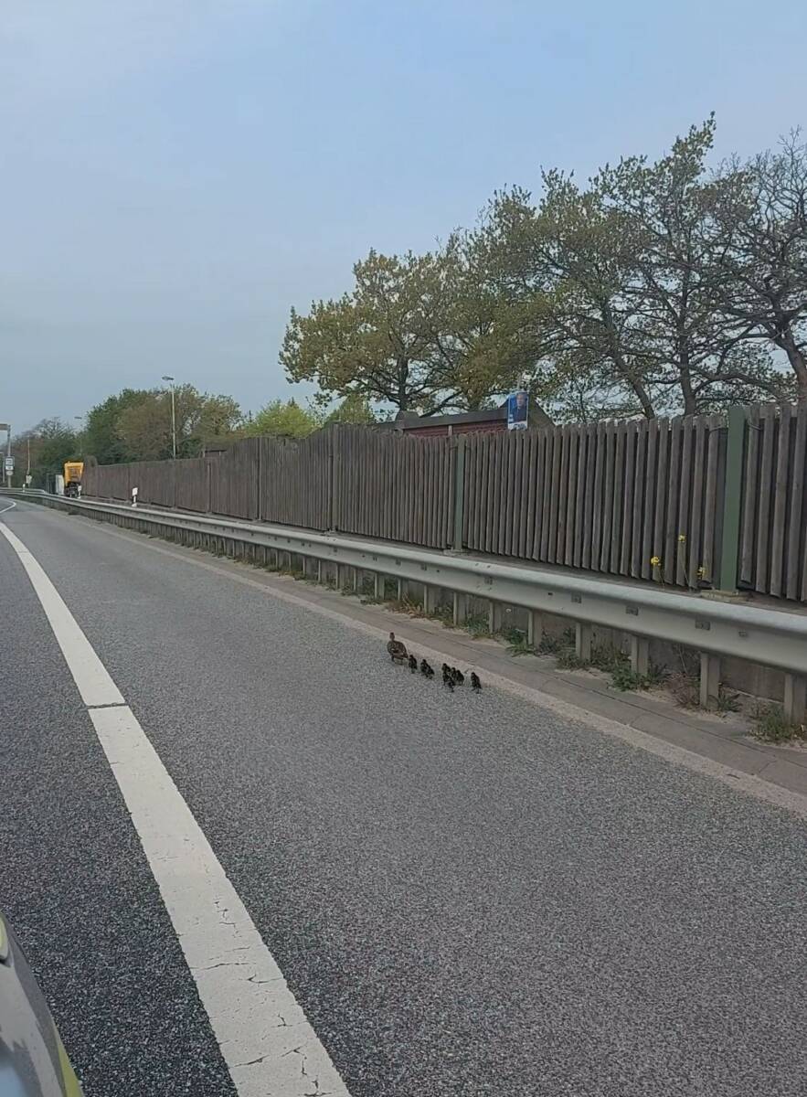 Quelle: Polizeidirektion Kiel