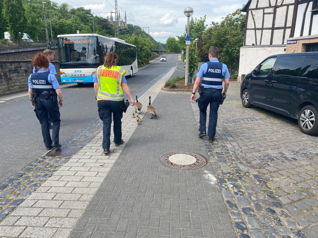 Die Gรคnsefamilie auf dem Weg zum Rhein.