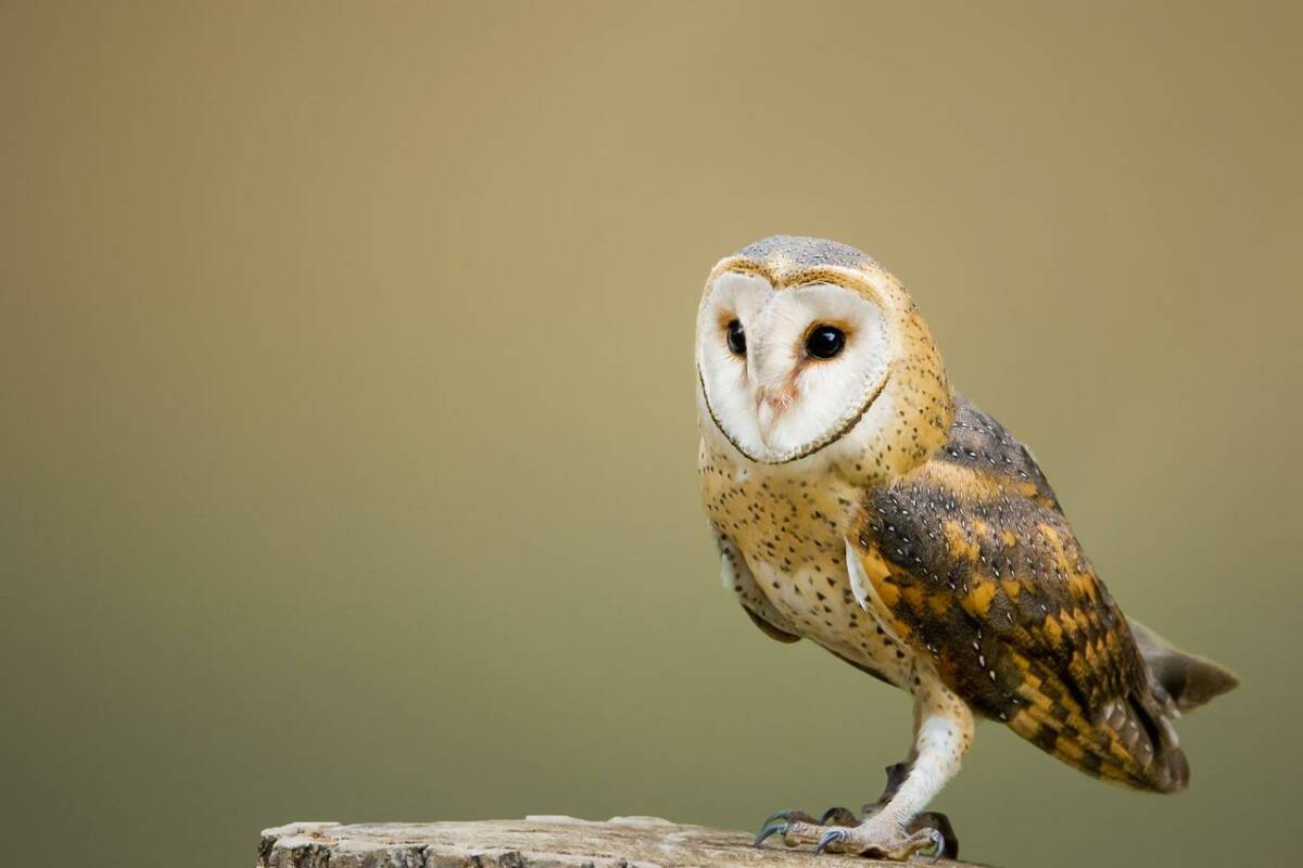 barn-owl-2988291_1280