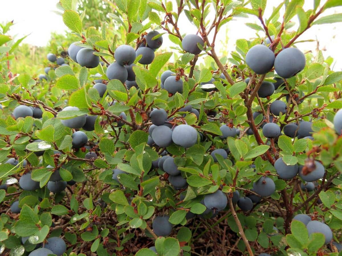 blueberry-2646330_1280