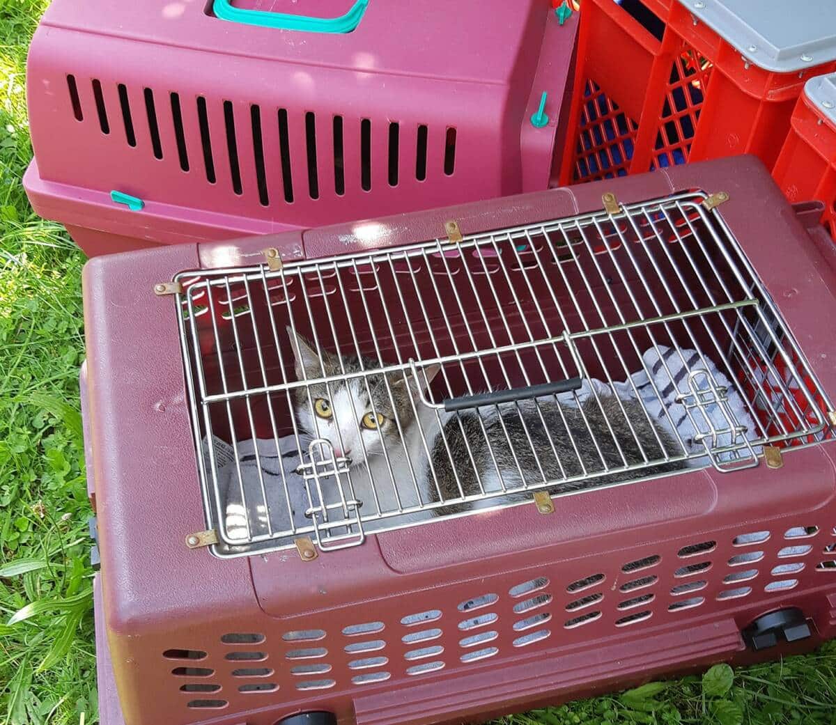Katzen aus brennender Küche gerettet