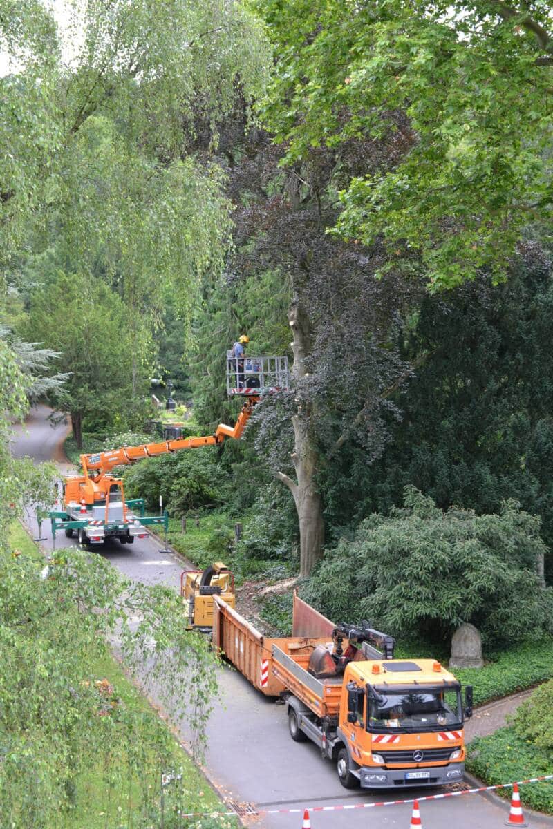 220629_Kupferbuche_Fällung1